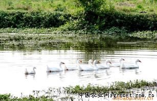 供应浙川大白鹅
