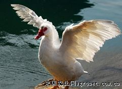 供应优质番鸭成品公鸭