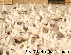 供应优质番鸭成品公鸭