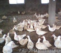 供应克里莫番鸭 多种优质番鸭