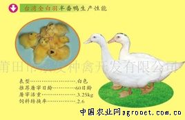 供应台湾全白羽半番鸭，骡鸭，土鸭