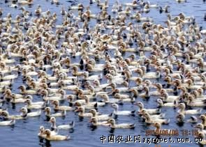 供应大种杂交鸭