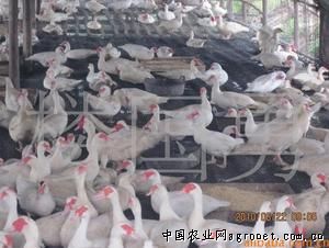 供应优良大种番鸭