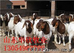 供应波尔山羊肉羊