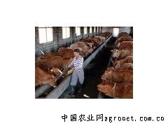 供应波尔山羊、小尾寒羊、杜泊绵羊等