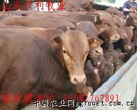 供应优良育肥肉牛种牛