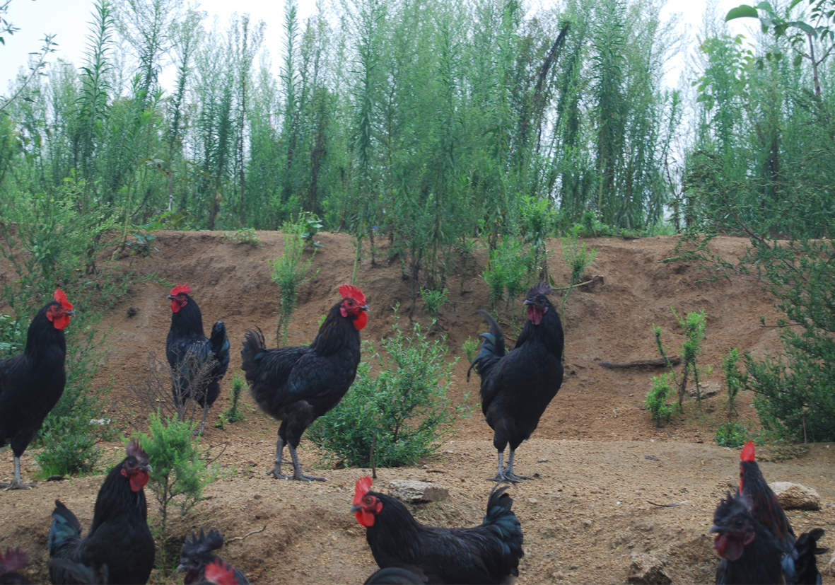 供应散养大公鸡
