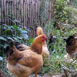 供应散养土鸡