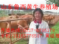 供应鲁西黄牛