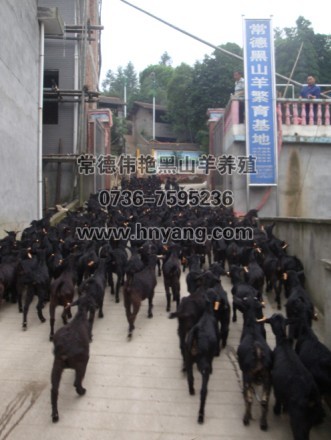 供应黑山羊