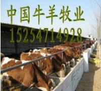 供应西门塔尔牛