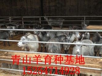 供应波尔山羊