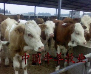 供应西门塔尔牛