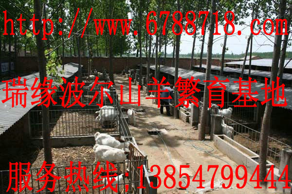 供应小尾寒羊,波尔山羊,白山羊等