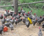 供应土鸡，土鸡苗，鸡蛋