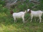 供应波尔山羊
