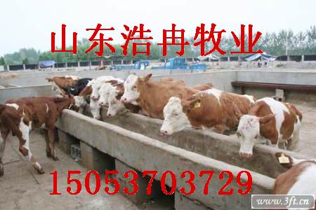 供应西门塔尔牛