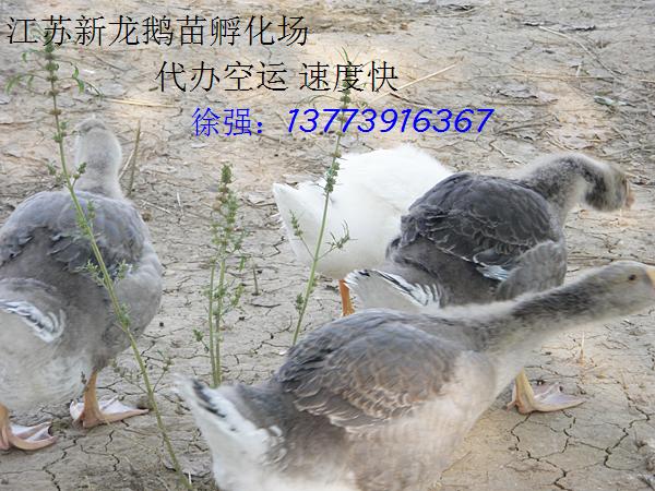 供应鹅苗
