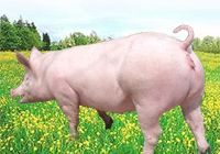 供应“长大”二元母猪
