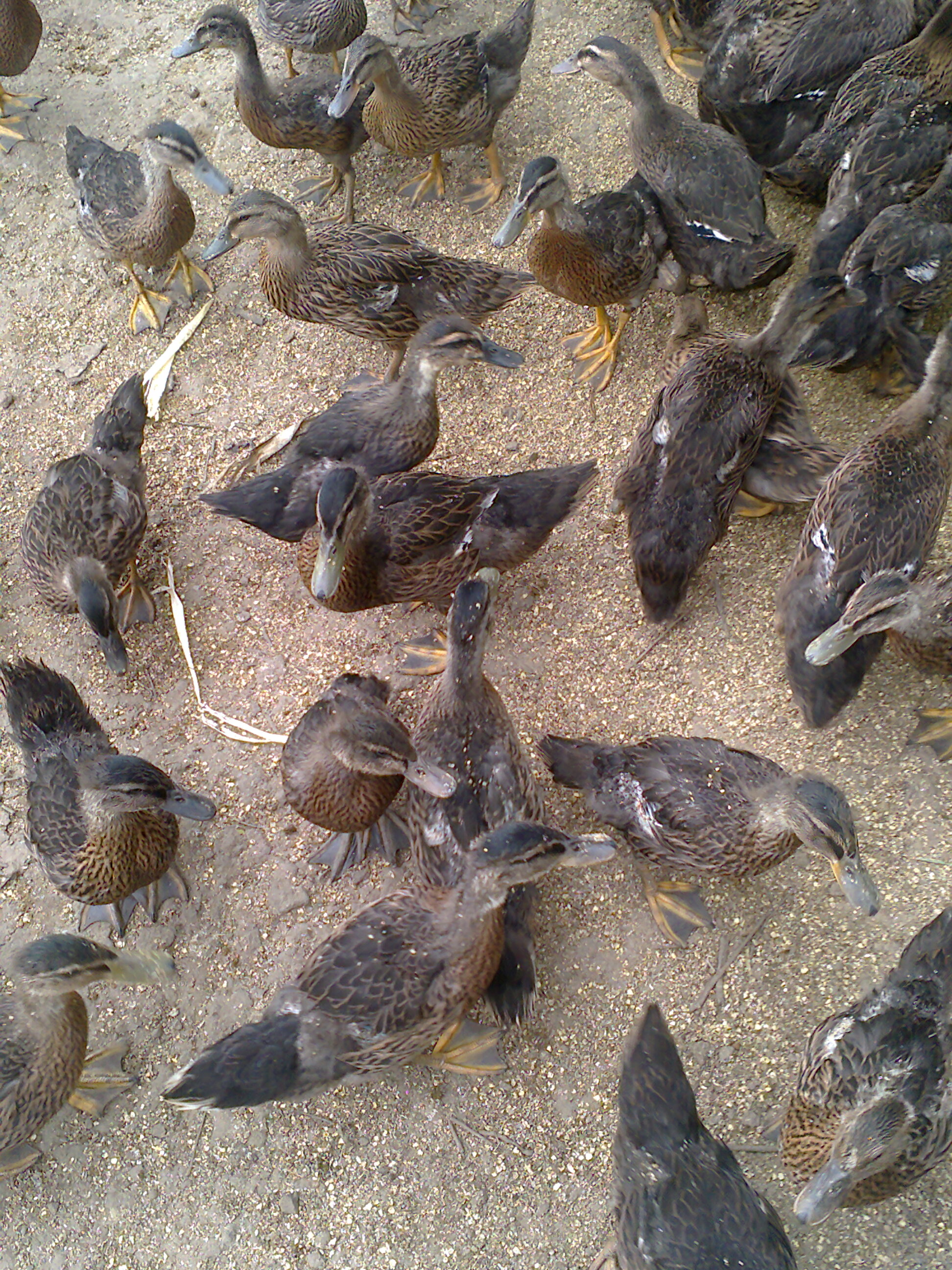 供应绿头野鸭 大雁