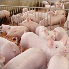 供应山东三元猪