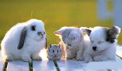 供应各种宠物兔