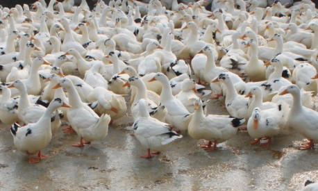 供应一点花—鸭