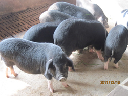 供应嵊县花猪生长猪