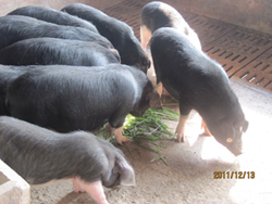 供应嵊县花猪生长猪