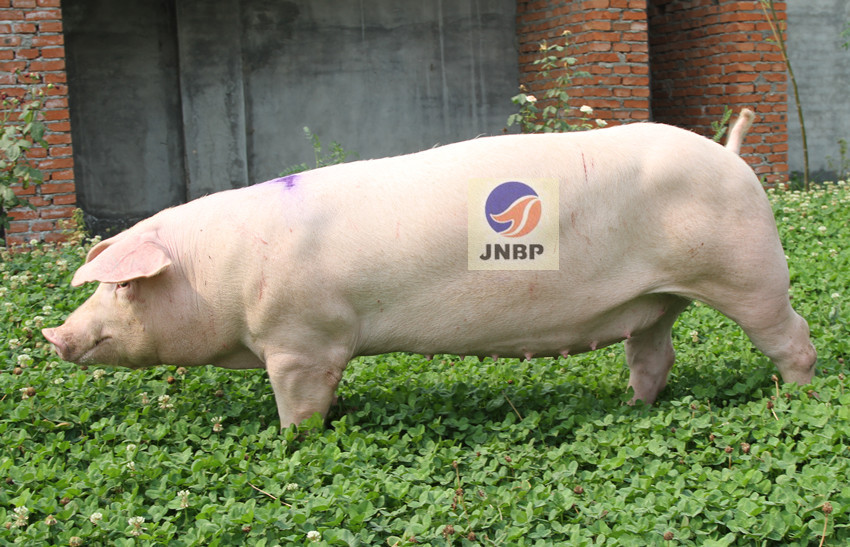 供应济宁原种猪场长白母猪2