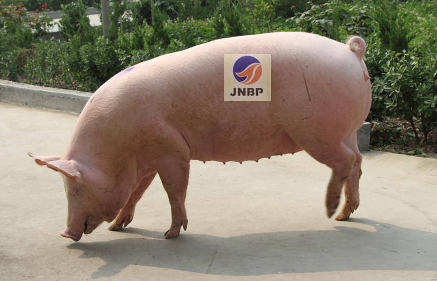 供应济宁原种猪场大白母猪2