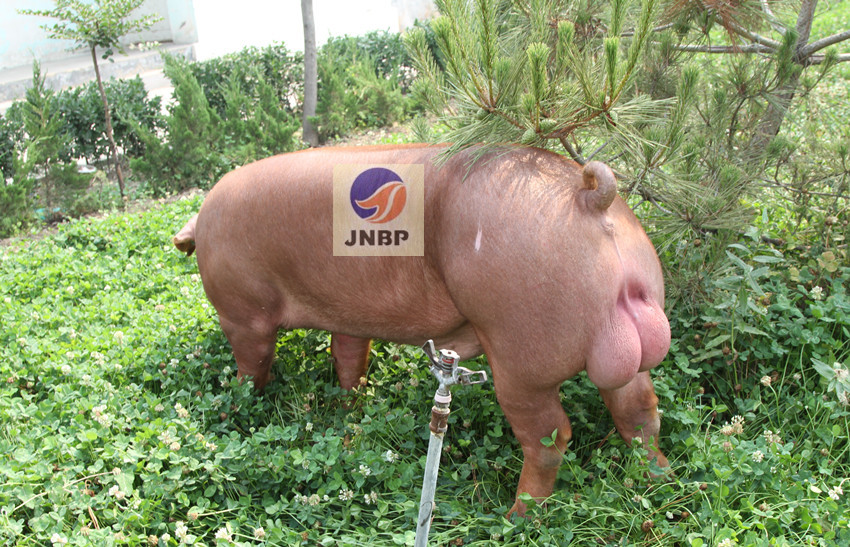 供应济宁原种猪场杜洛克公猪1