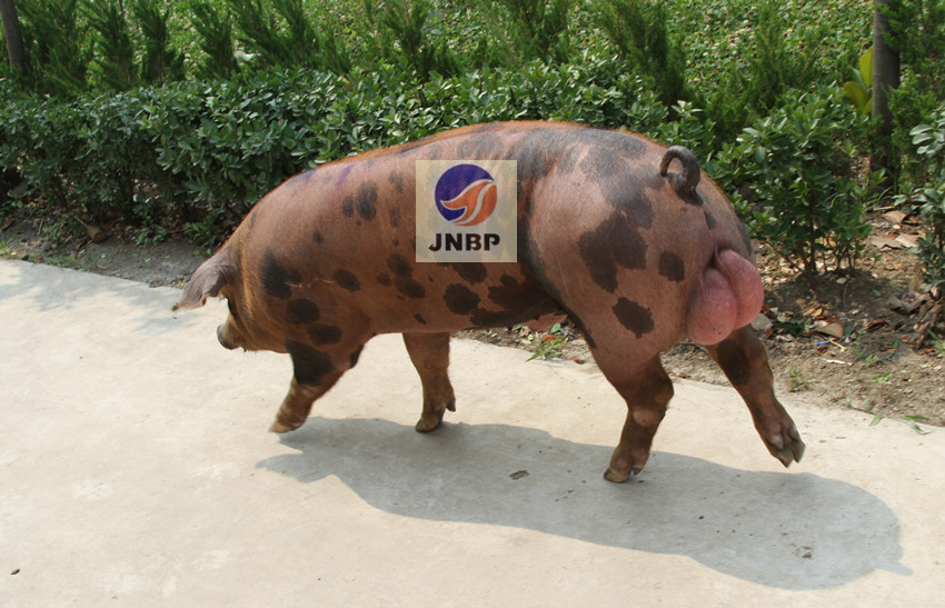 供应济宁原种猪场皮杜公猪1