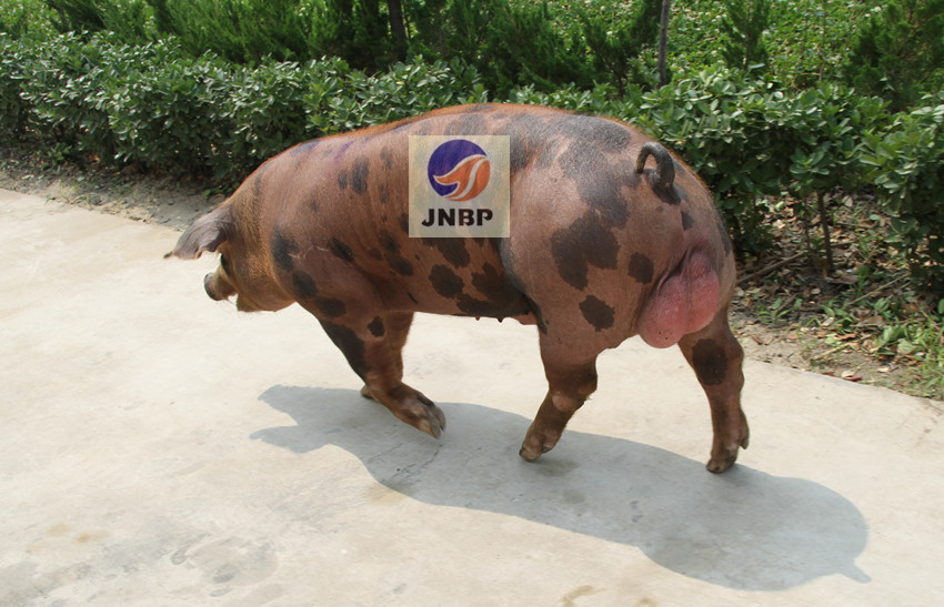 供应济宁原种猪场皮杜公猪2