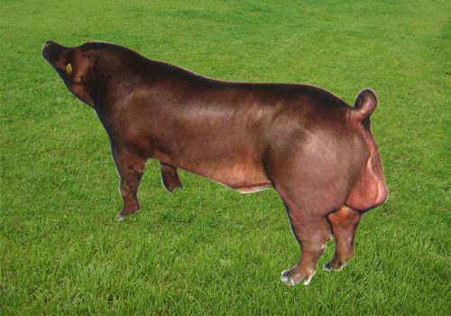 供应杜洛克种猪