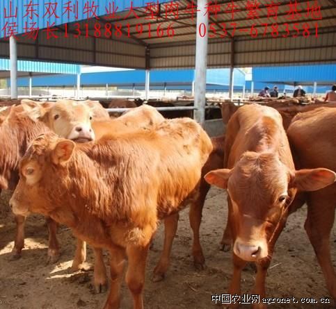 供应优良育肥肉牛犊、黄牛、西门塔尔牛等