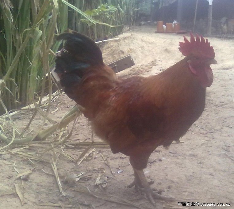 供应宜昌土鸡，土鸡蛋，土鸡苗