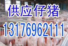 供应仔猪
