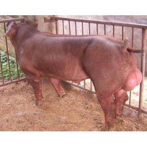 供应杜洛克公猪