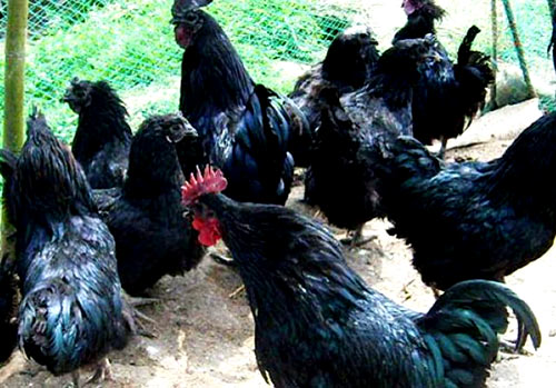 供应旧院黑鸡