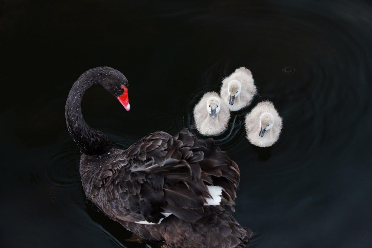 供应上海黑天鹅