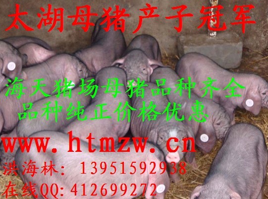 供应太湖母猪