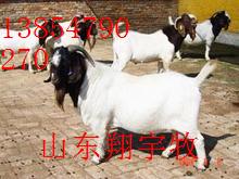 供应育肥小尾寒羊肉羊种羊养殖