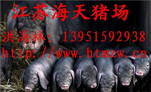 供应太湖母猪