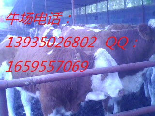 供应育肥牛高产奶牛