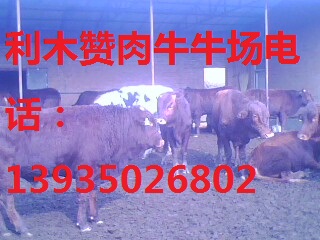 供应大小肉牛育肥牛奶牛