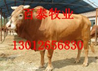 供应大型鲁西黄牛
