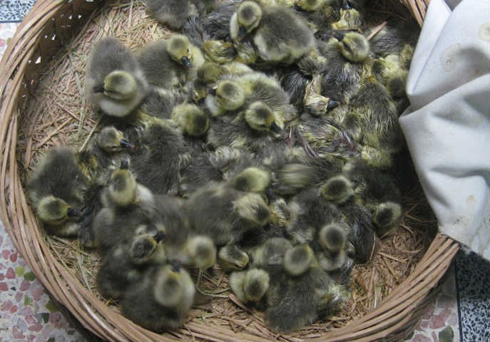 供应大量优质商品鹅苗