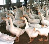 供应大种皖西白鹅