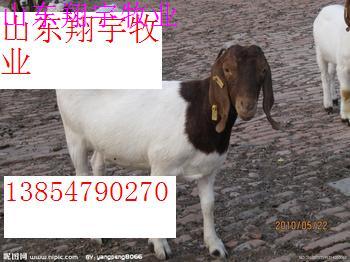 供应高腿小尾寒羊肉羊